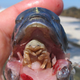 Illustration for article titled The Bay Is A Grotesque, Giant Tongue-Eating Parasite Tease